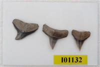 藏品(魚齒)的圖片